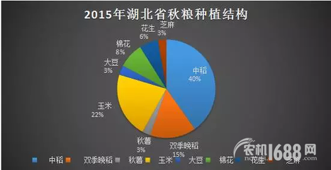 夏糧豐收后，秋糧種植新選擇 薯類作物的市場機遇與銷售策略